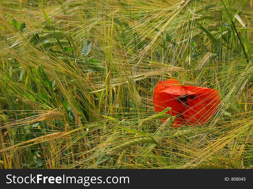 Field of wheat with red flower