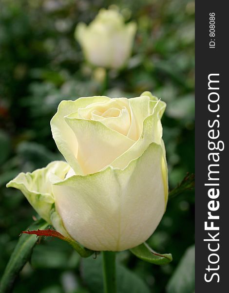 White rose in garden