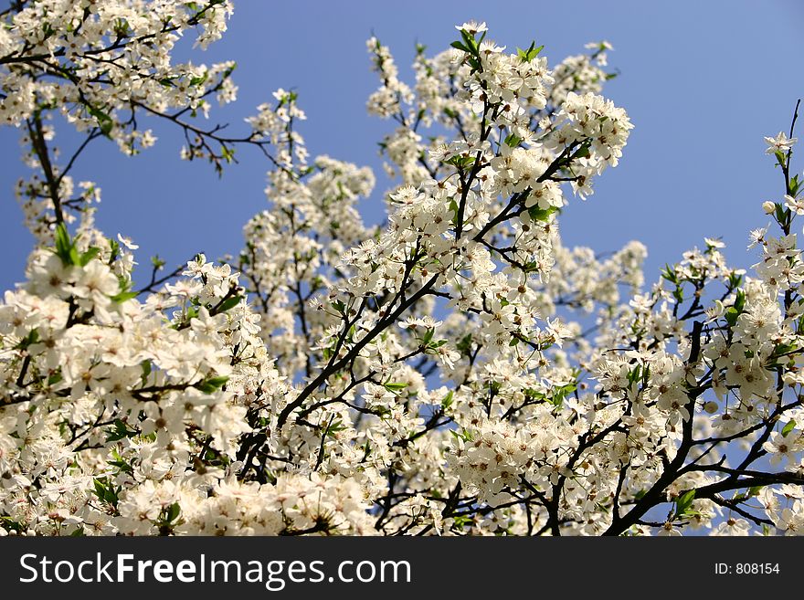 Flower of apple on tree. Flower of apple on tree