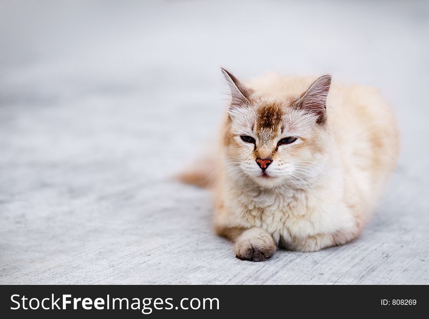 Young cat with whitish-brown fur and closed eyes gazing ahead and contemplating. Sitting and relaxing on grey floor. Young cat with whitish-brown fur and closed eyes gazing ahead and contemplating. Sitting and relaxing on grey floor.