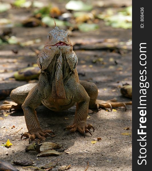 Portrait of iguana