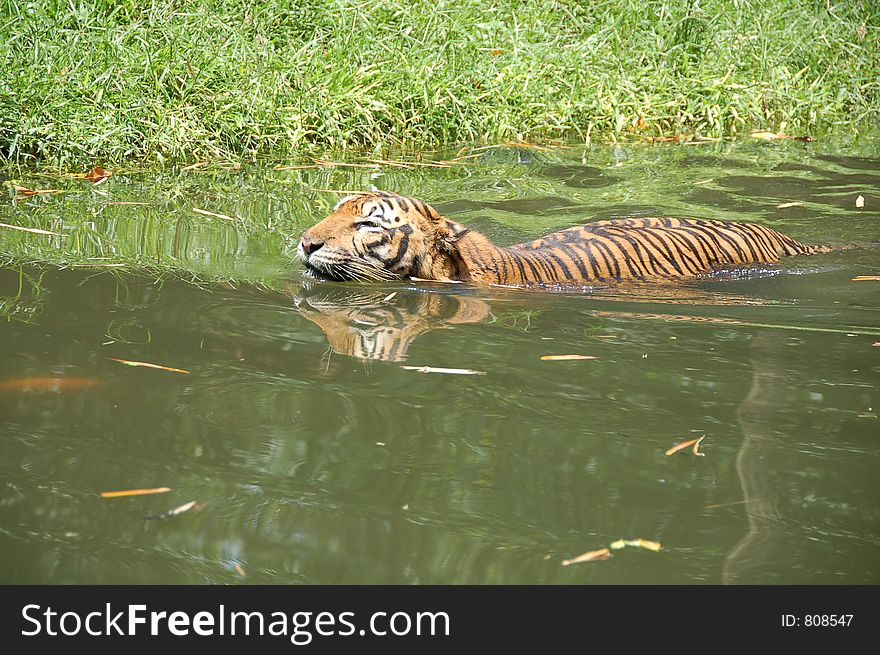Sumatra tiger walking next a pool. Sumatra tiger walking next a pool