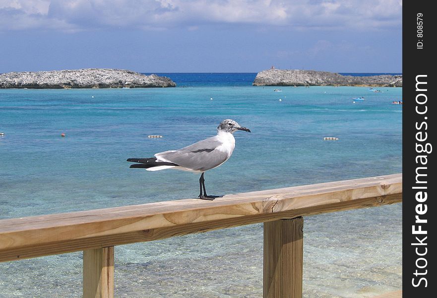 Bahamas Sea Gull Bird