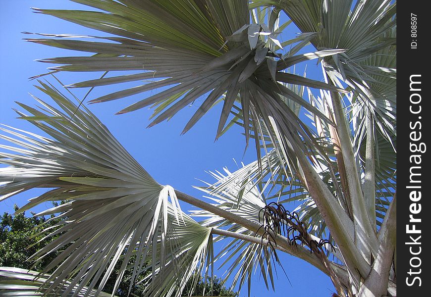 Bahamas Palm Tree Leaves