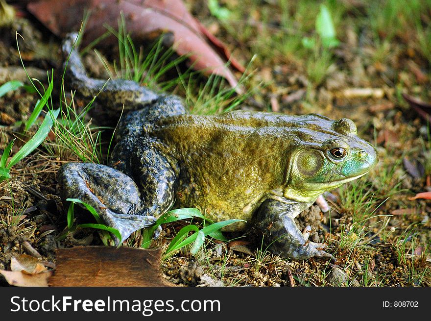 Close-up of a frog lying in the grass with ants crawling over it.