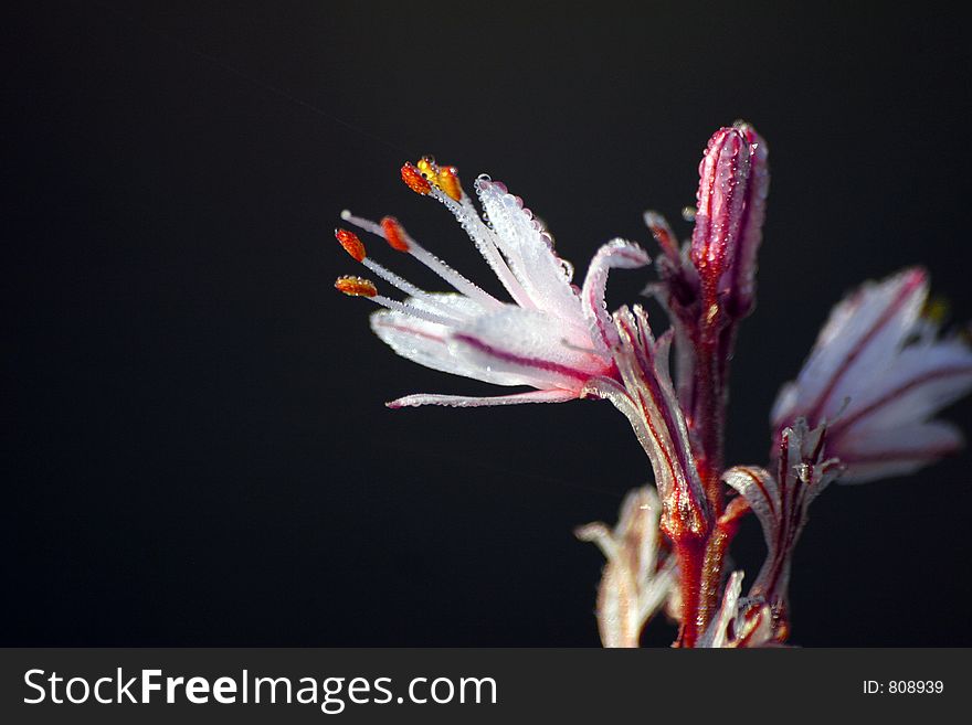 Small  floweres in the early morning. Small  floweres in the early morning.