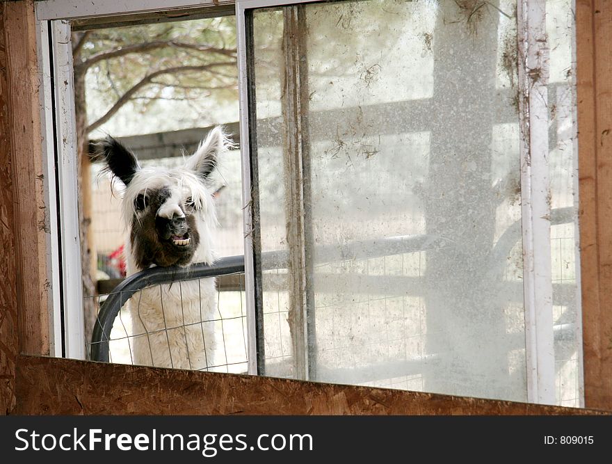 A silly alpaca in a window. A silly alpaca in a window