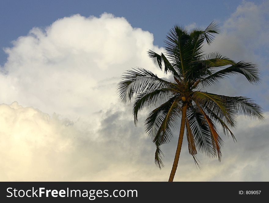 Tropical palm in Goa, India.