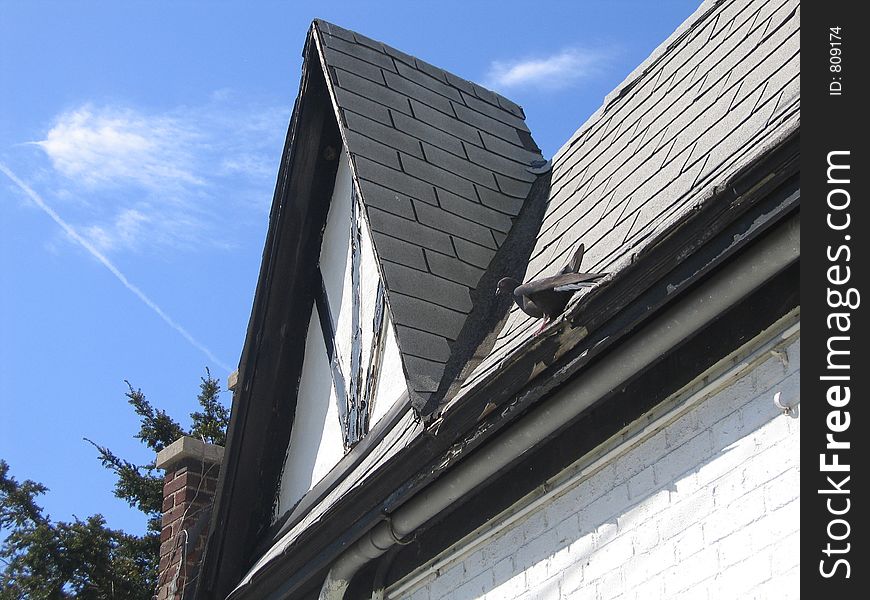 Roof and pigeon dove