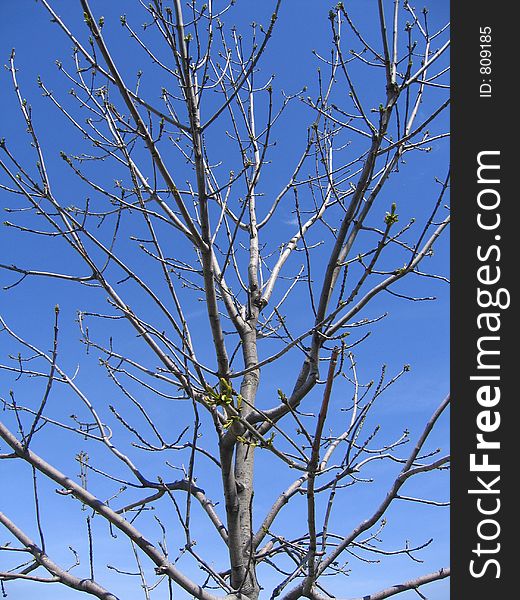 Spring Tree Sky