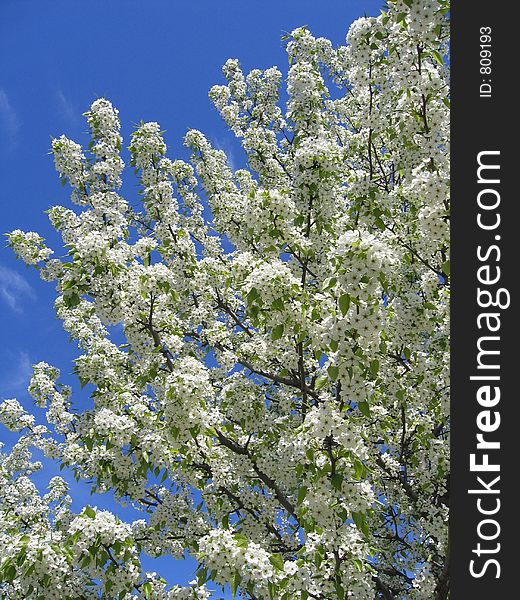 Spring Cherry Tree Detail