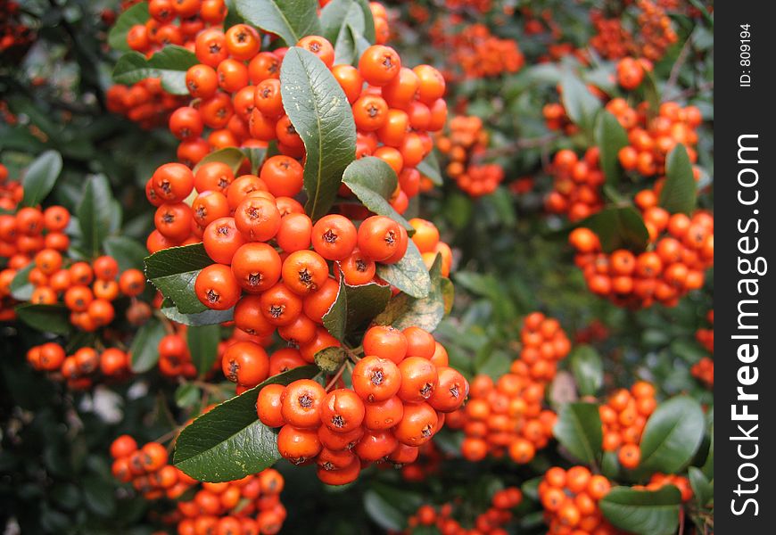 Mountain Ash Berry