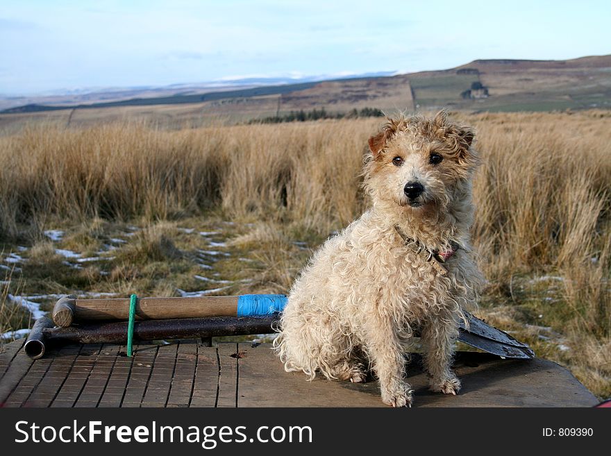 Working Terrier sits by the spades with the Cheviots behind him in Northumberland,England