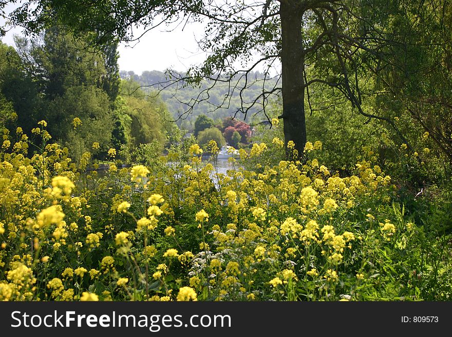 Yellow fowers in the foreground with the river in the background. Yellow fowers in the foreground with the river in the background