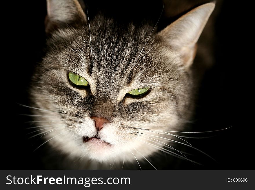 Cat with green eyes  looking  at the camera