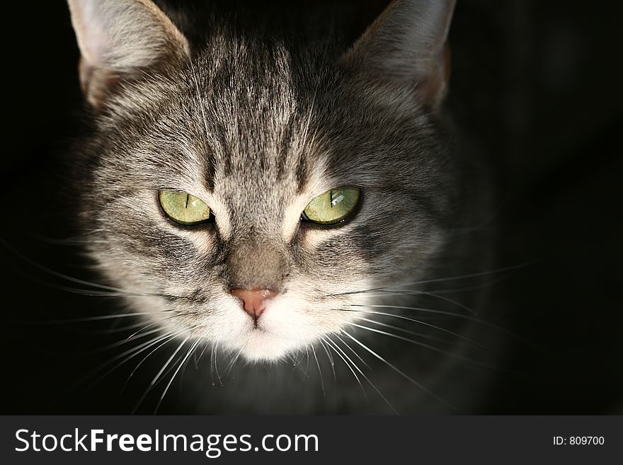 Cat with green eyes  looking  at the camera