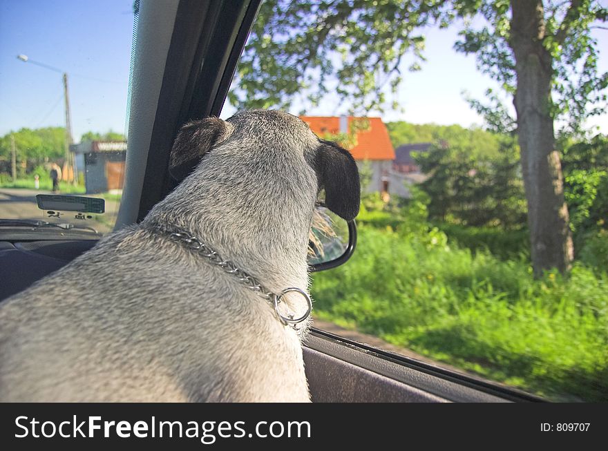A dog looking out of a car window during drive. A dog looking out of a car window during drive