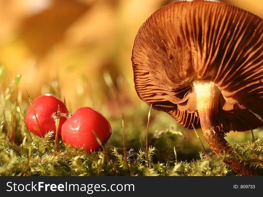Autumn in the countryside  in denmark
mushroom close up. Autumn in the countryside  in denmark
mushroom close up