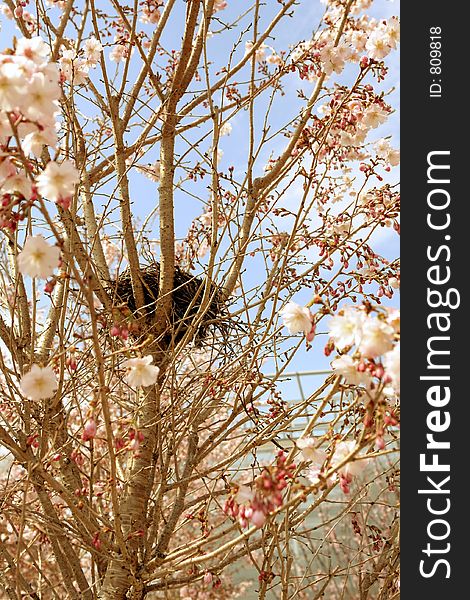 Bird\'s nest in blossoming tree. Bird\'s nest in blossoming tree