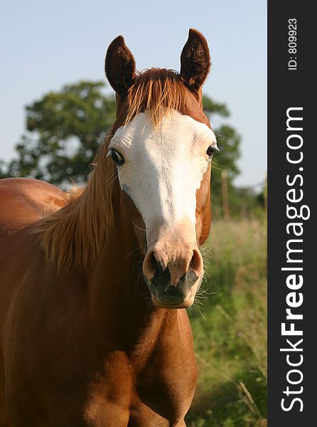 Sorrel yearling filly with white face in late afternoon sunlight. Sorrel yearling filly with white face in late afternoon sunlight.