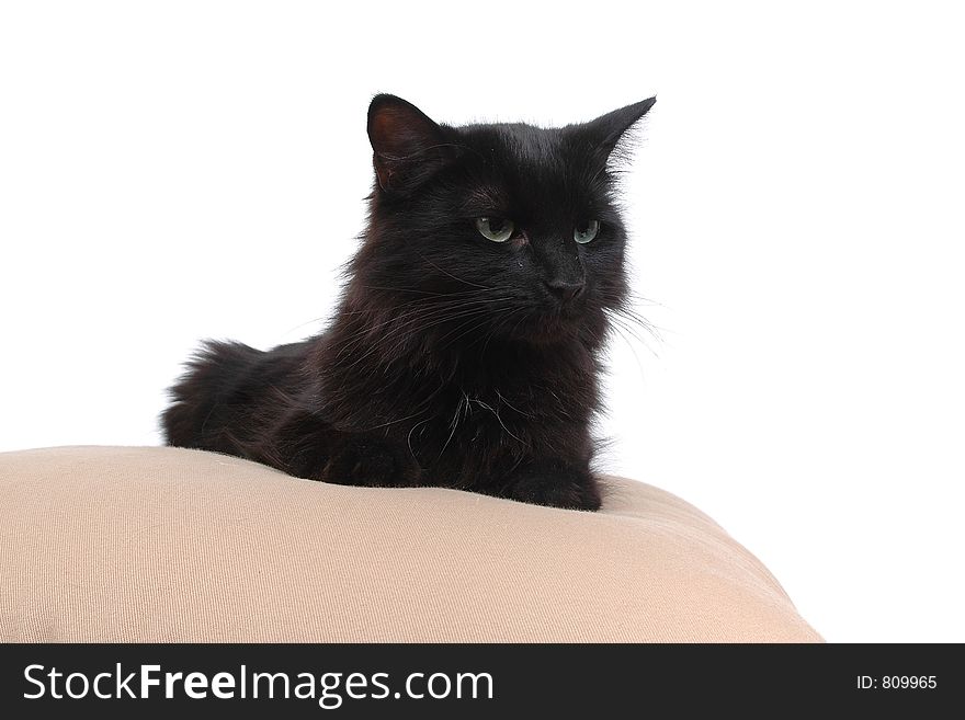 Black cat on cushion close-up. Black cat on cushion close-up