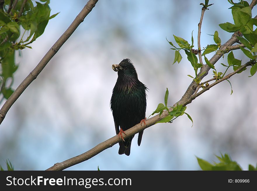 Starling on tree close-up