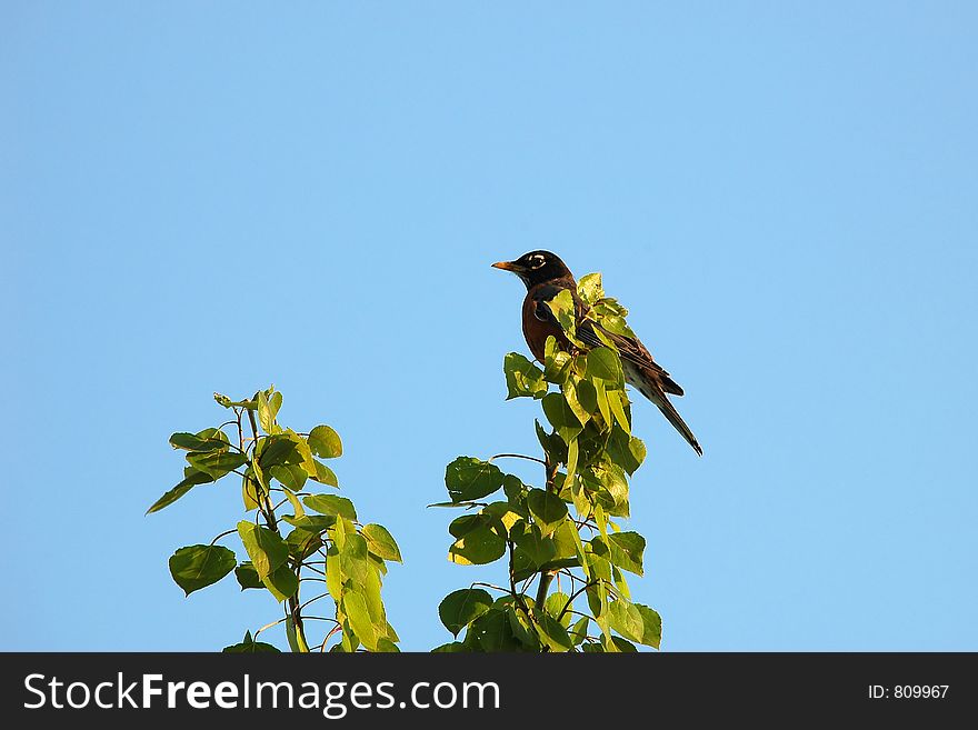 Robin On Tree