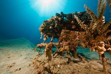 Coral, Ocean And Sun Royalty Free Stock Photos Coral, Ocean And Sun Royalty Free Stock Photos
