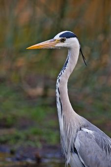 Grey Heron Stock Photo