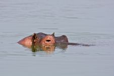 Hippopotamus Royalty Free Stock Photos Hippopotamus Royalty Free Stock Photos