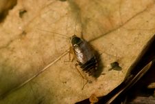 Cockroach On The Leaf Royalty Free Stock Photo Cockroach On The Leaf Royalty Free Stock Photo