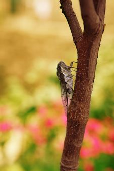 Cicada Royalty Free Stock Photography Cicada Royalty Free Stock Photography