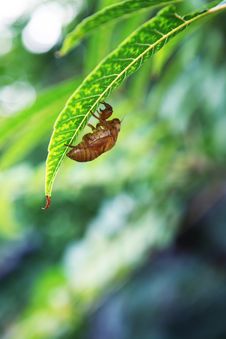 Cicada Royalty Free Stock Image