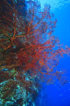 Gorgonian Sea Fan Royalty Free Stock Photography Gorgonian Sea Fan Royalty Free Stock Photography