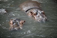 Hippopotamus Royalty Free Stock Photos Hippopotamus Royalty Free Stock Photos