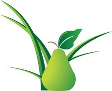 Fresh Green Pear Fruit Stock Photography Fresh Green Pear Fruit Stock Photography