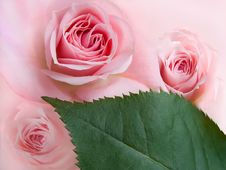 Pink Roses Royalty Free Stock Image Pink Roses Royalty Free Stock Image