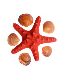 Seashells And Starfish On A White Royalty Free Stock Photo Seashells And Starfish On A White Royalty Free Stock Photo