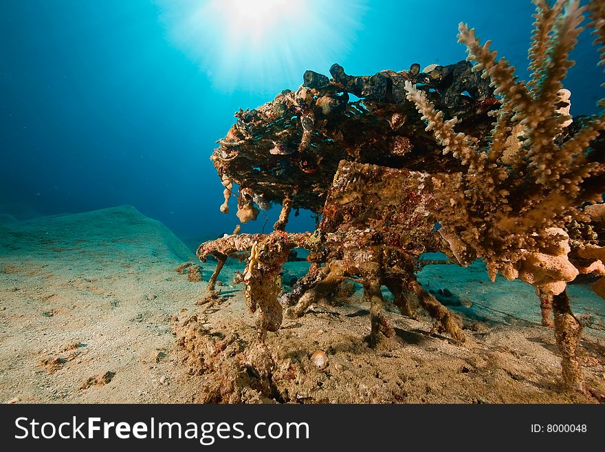 Coral, ocean and sun taken in the red sea.