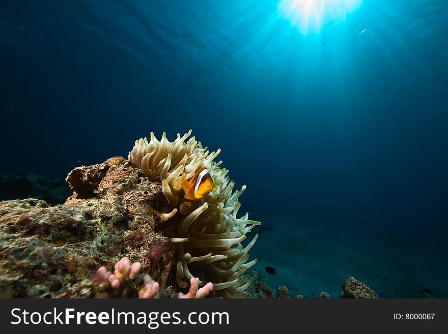 Anemonefish (Amphipiron bicinctus)taken in the red sea.