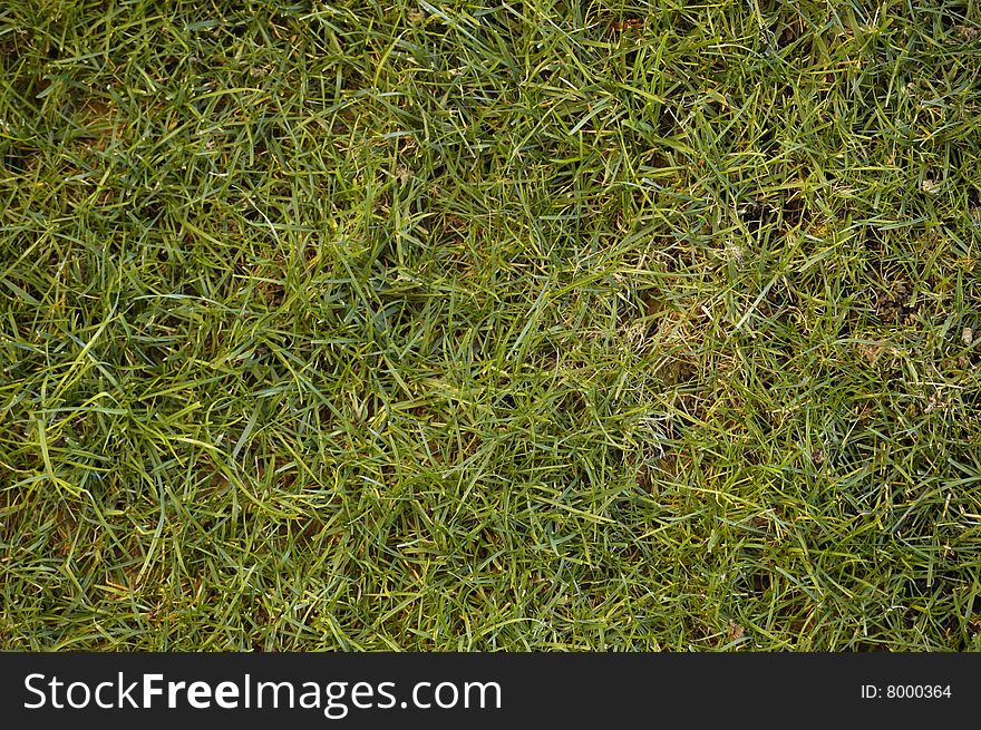 Texture of a green grass field. Texture of a green grass field