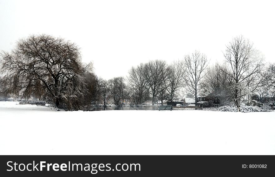 Shot of a row of trees in the winter snow. Shot of a row of trees in the winter snow