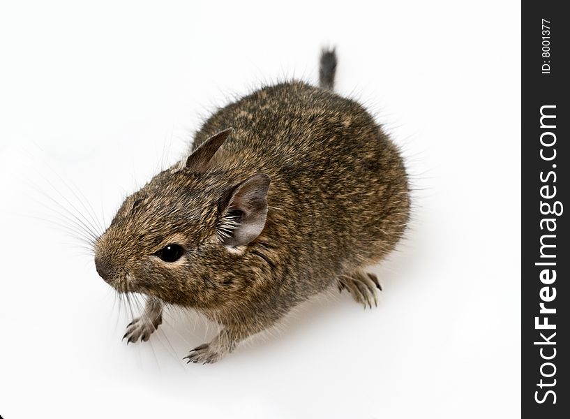 Rodent degu on neutral background