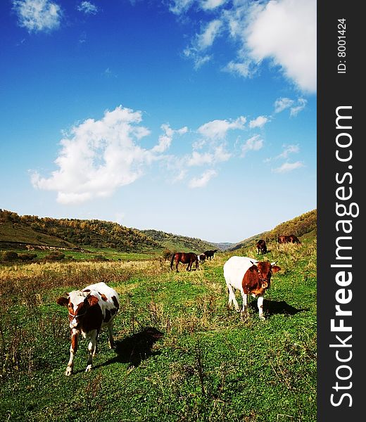 Grazing natural pastures in China's Shaanxi. Grazing natural pastures in China's Shaanxi