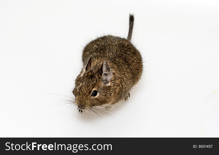 Rodent degu on neutral background