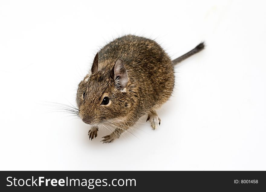 Rodent degu on neutral background