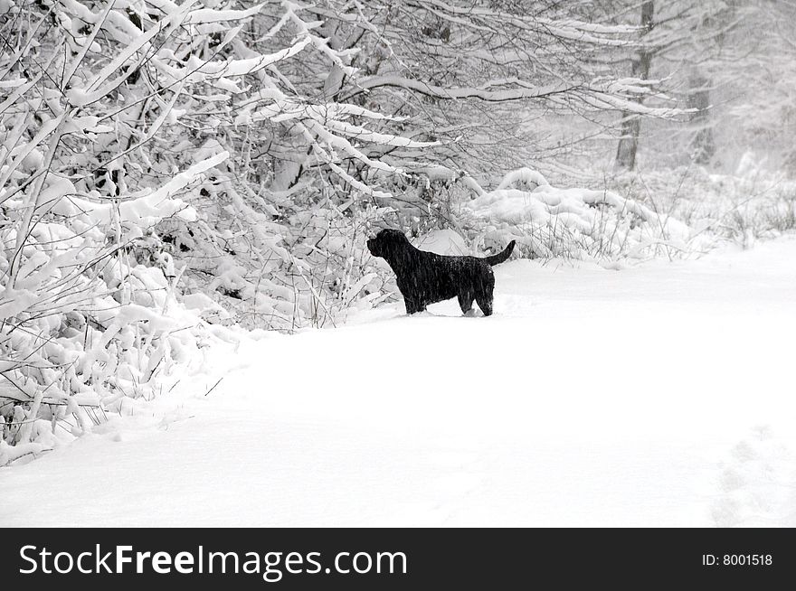 Shot of a chocolate labrador in the winter snow. Shot of a chocolate labrador in the winter snow