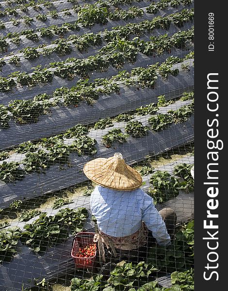 A farm worker is picking strawberries on a strawberry farm.  The worker is wearing a straw hat for protection against the sun. It's not possible to identify the farm worker. A farm worker is picking strawberries on a strawberry farm.  The worker is wearing a straw hat for protection against the sun. It's not possible to identify the farm worker.