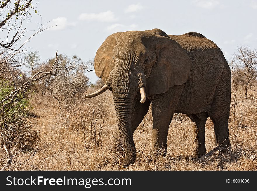 Close-up of large african elephant standing in bush; Loxodonta africana