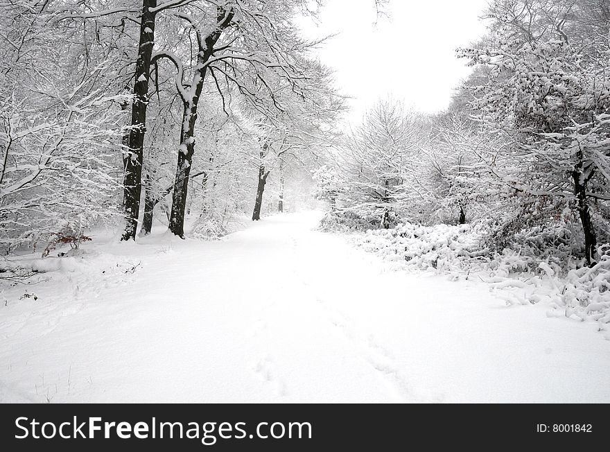 A Shot of a snowy winter forest. A Shot of a snowy winter forest